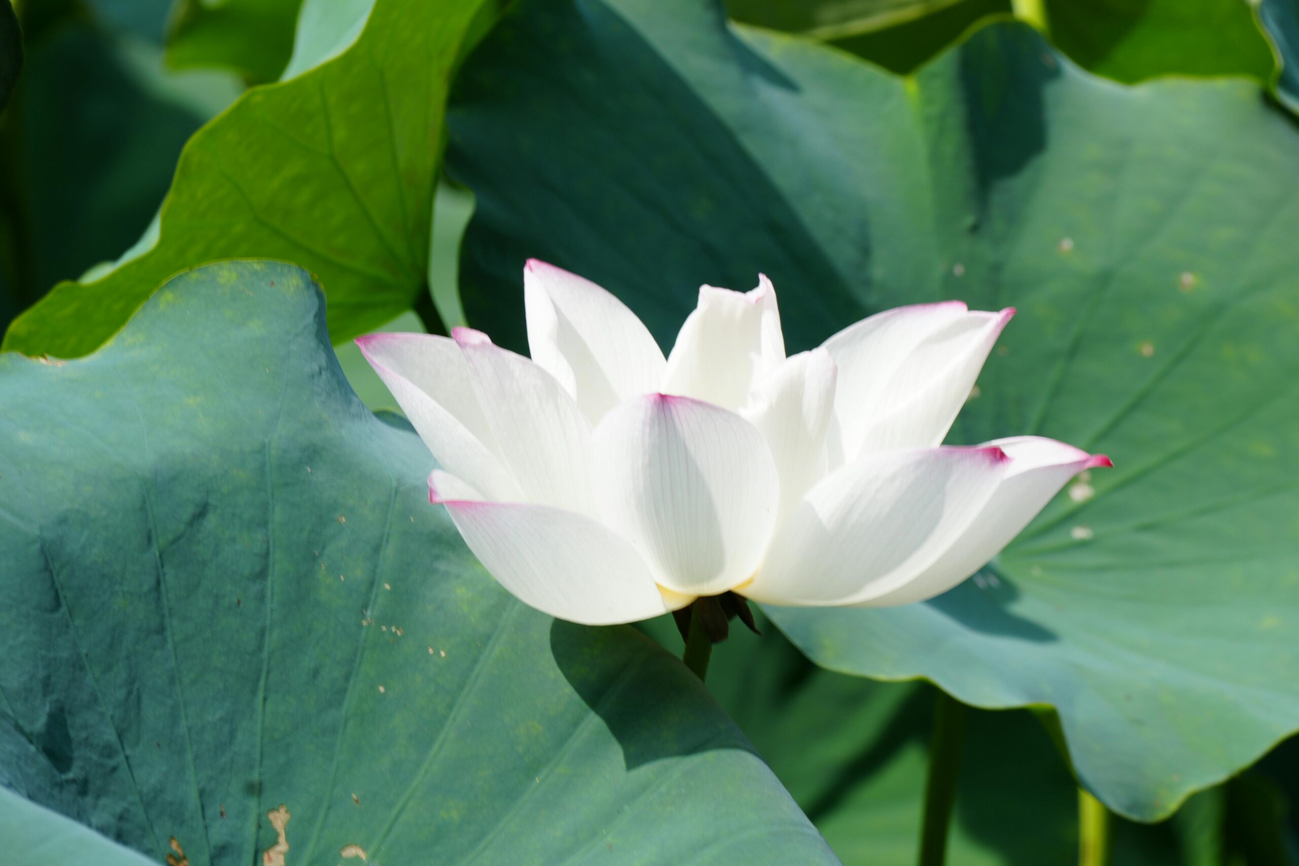 pexels-photo-32718329-32718329 | Maharishi vastu arkitektur Elegant white lotus flower surrounded by lush green leaves in natural sunlight.